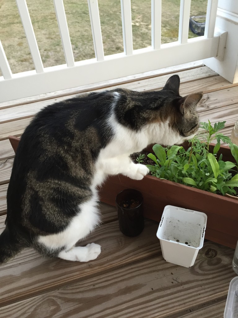cat standing on planter eating plant