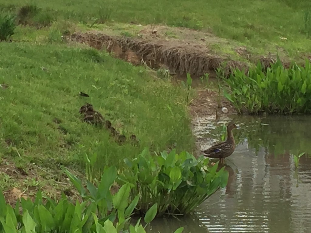 momma duck at edge of pond with half a dozen ducklings
