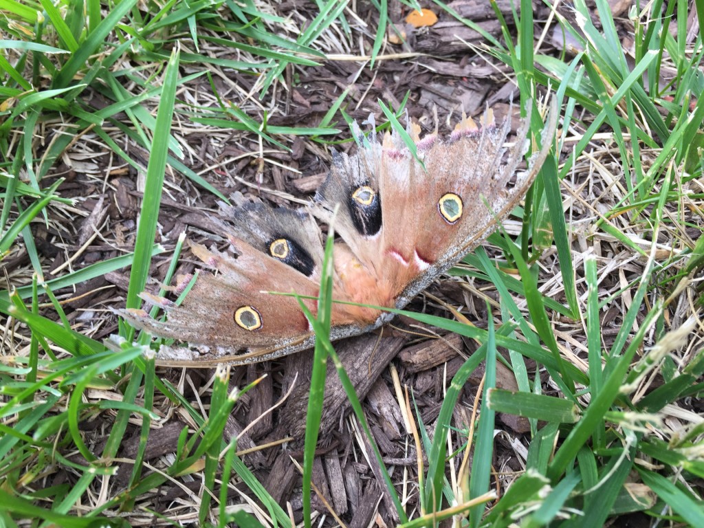 giant polyphemus moth on grass