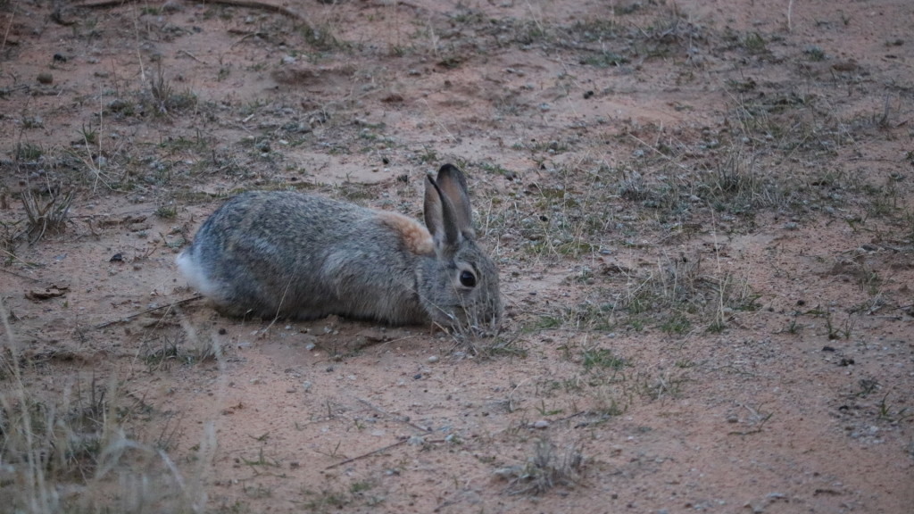 brown bunny eating grass at arches national park