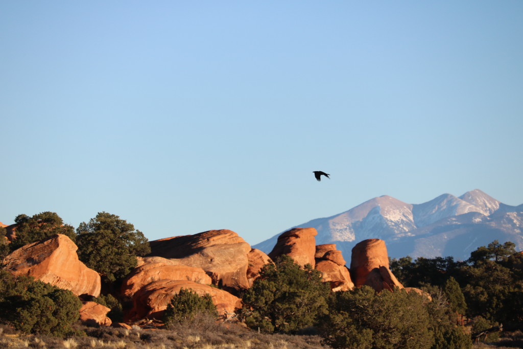 crow flying at arches national park