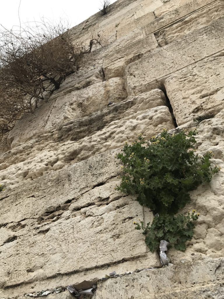 western wall bushes and birds