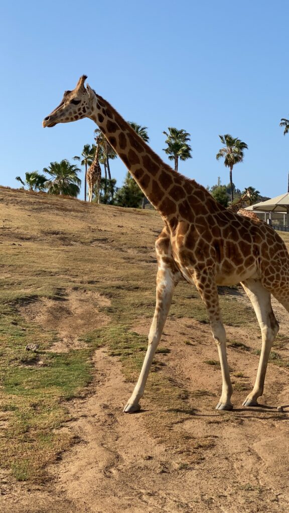 giraffe at san diego zoo safari park tour