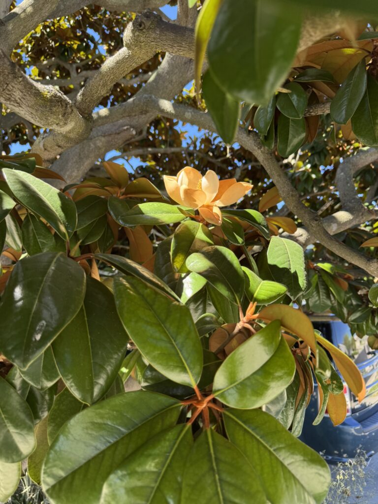 southern magnolia browning blossom glowing in sunlight