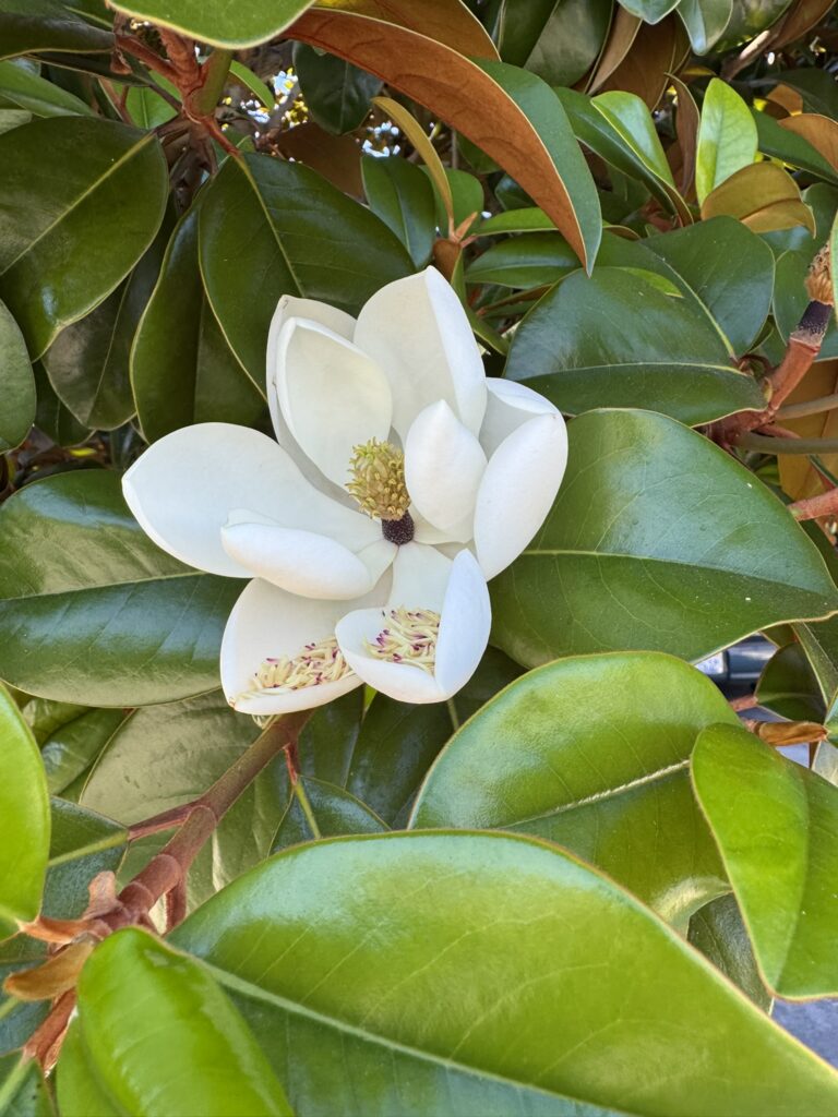 southern magnolia gorgeous perfect white blossom