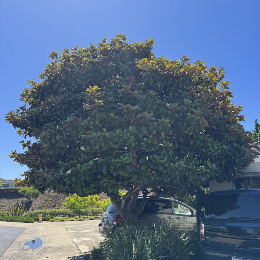 southern magnolia tree