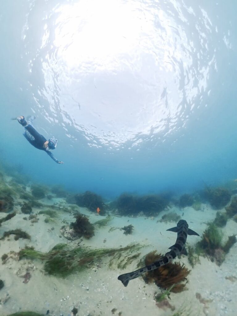 snorkeling with leopard shark and garibaldi